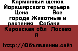 Карманный щенок Йоркширского терьера › Цена ­ 30 000 - Все города Животные и растения » Собаки   . Кировская обл.,Лосево д.